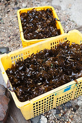 포토 JPG 주간 어업 풍경 사람없음 야외 바구니 여러개 울산 돌미역 국내포토 자연요소 산업 다수 한국 미역 파일형식