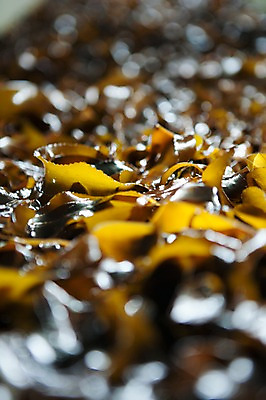 포토 JPG 주간 어업 풍경 근접촬영 사람없음 야외 아웃포커스 여러개 울산 돌미역 국내포토 자연요소 산업 뷰포인트 다수 한국 촬영기법 미역 파일형식