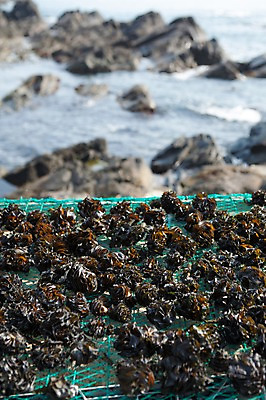 포토 JPG 주간 바다 건조 풍경 사람없음 야외 바위 울산 해초류 돌미역 국내포토 자연요소 한국 돌_바위 해양식물 미역 파일형식