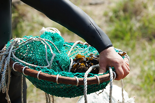 포토 JPG 주간 손 여자 한명 들기 풍경 성인 야외 신체부위 한국인 그물 해조류 미역 해녀 울산 성인여자한명만 돌미역 국내포토 자연요소 직업 1 모션 한국 사람 동양인 해양식물 여자한명만 성인여자만 파일형식