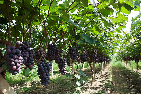포토 JPG 주간 여러송이 밭 포도 풍경 사람없음 야외 포도밭 영천 국내포토 자연요소 다수 농업 과일 경상북도 파일형식