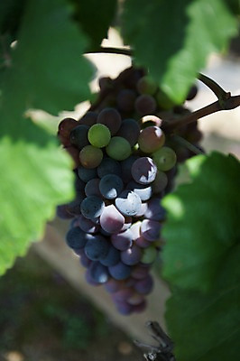 포토 JPG 주간 한송이 밭 포도 풍경 사람없음 야외 아웃포커스 포도밭 영천 국내포토 자연요소 1 농업 과일 촬영기법 경상북도 송이 파일형식