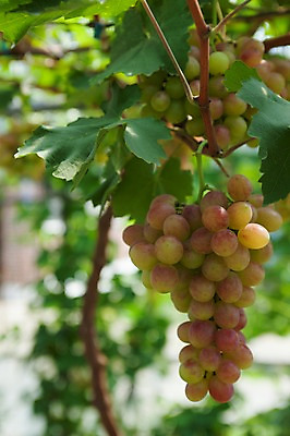 포토 JPG 주간 밭 포도 풍경 사람없음 야외 아웃포커스 포도밭 영천 국내포토 자연요소 농업 과일 촬영기법 경상북도 파일형식