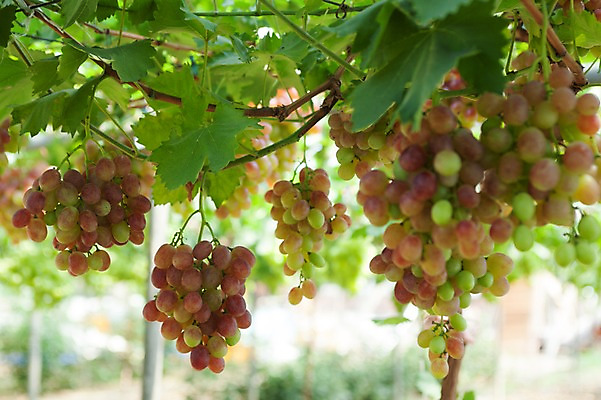 포토 JPG 주간 여러송이 밭 포도 풍경 사람없음 야외 아웃포커스 포도밭 영천 국내포토 자연요소 다수 농업 과일 촬영기법 경상북도 파일형식