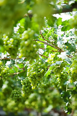 포토 JPG 주간 여러송이 밭 포도 풍경 사람없음 야외 아웃포커스 포도밭 영천 국내포토 자연요소 다수 농업 과일 촬영기법 경상북도 파일형식