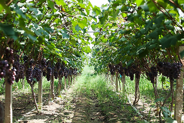 포토 JPG 주간 여러송이 밭 포도 풍경 사람없음 야외 포도밭 영천 국내포토 자연요소 다수 농업 과일 경상북도 파일형식