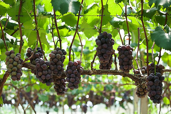 포토 JPG 주간 여러송이 밭 포도 풍경 사람없음 야외 아웃포커스 포도밭 영천 국내포토 자연요소 다수 농업 과일 촬영기법 경상북도 파일형식