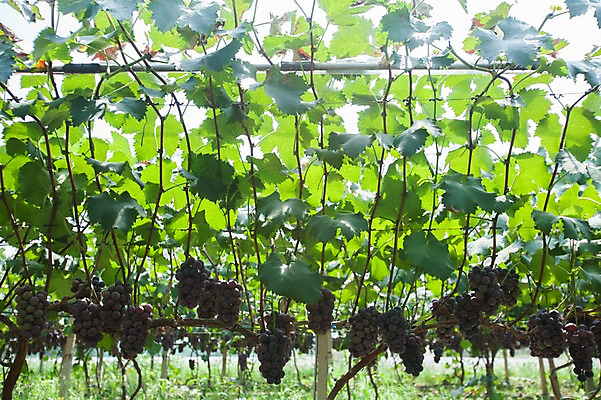 포토 JPG 주간 여러송이 밭 포도 풍경 사람없음 야외 포도밭 영천 국내포토 자연요소 다수 농업 과일 경상북도 파일형식