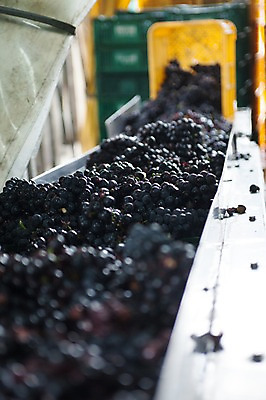 포토 JPG 공장 포도 실내 풍경 사람없음 아웃포커스 영천 국내포토 과일 공업 촬영기법 내부 경상북도 파일형식