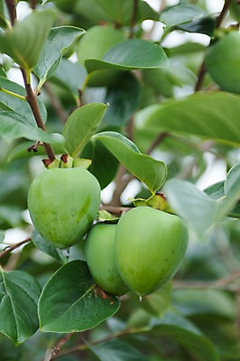 포토 JPG 주간 나뭇잎 감 풍경 사람없음 야외 아웃포커스 감나무 영천 국내포토 자연요소 나무 잎 과일 촬영기법 경상북도 파일형식