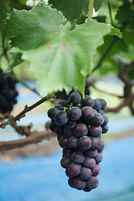 포토 JPG 주간 한송이 밭 포도 풍경 사람없음 야외 아웃포커스 포도밭 영천 국내포토 자연요소 1 농업 과일 촬영기법 경상북도 송이 파일형식