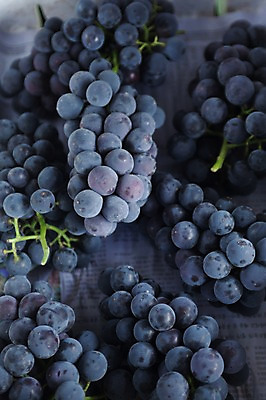 포토 JPG 주간 여러송이 밭 포도 풍경 사람없음 야외 영천 국내포토 자연요소 다수 농업 과일 경상북도 파일형식