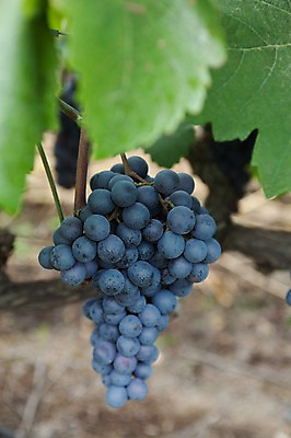 포토 JPG 주간 한송이 밭 포도 나뭇잎 풍경 사람없음 야외 아웃포커스 포도밭 영천 국내포토 자연요소 1 잎 농업 과일 촬영기법 경상북도 송이 파일형식