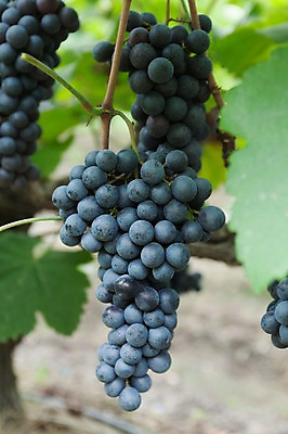 포토 JPG 주간 여러송이 밭 포도 풍경 사람없음 야외 아웃포커스 포도밭 영천 국내포토 자연요소 다수 농업 과일 촬영기법 경상북도 파일형식