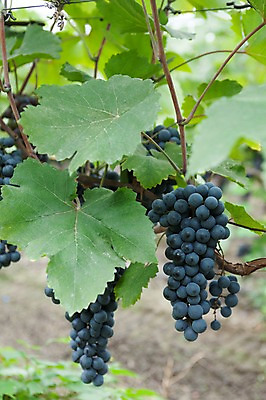 포토 JPG 주간 여러송이 밭 포도 풍경 사람없음 야외 포도밭 영천 국내포토 자연요소 다수 농업 과일 경상북도 파일형식