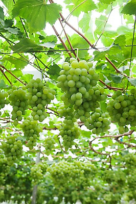 포토 JPG 주간 여러송이 밭 포도 풍경 사람없음 야외 아웃포커스 청포도 포도밭 영천 국내포토 자연요소 다수 농업 과일 촬영기법 경상북도 파일형식