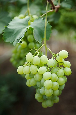 포토 JPG 주간 밭 포도 풍경 사람없음 야외 아웃포커스 두송이 청포도 포도밭 영천 국내포토 자연요소 2 농업 과일 촬영기법 경상북도 파일형식