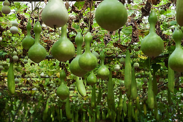 포토 JPG 주간 밭 매달리기 풍경 사람없음 야외 아웃포커스 여러개 박 영천 국내포토 자연요소 다수 농업 모션 촬영기법 경상북도 파일형식