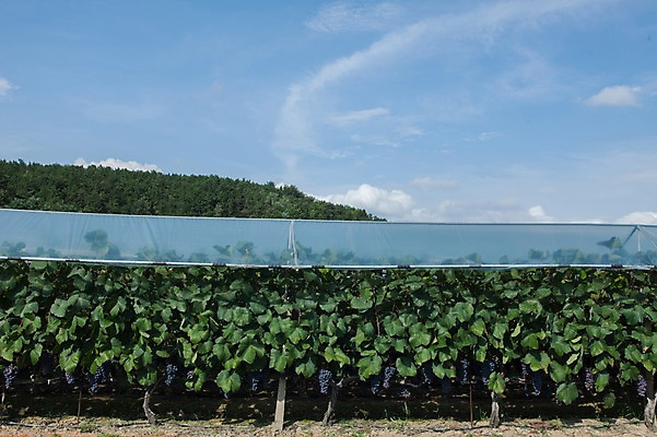 포토 JPG 주간 여러송이 밭 하늘 포도 풍경 사람없음 야외 포도밭 영천 국내포토 자연요소 다수 농업 과일 경상북도 파일형식