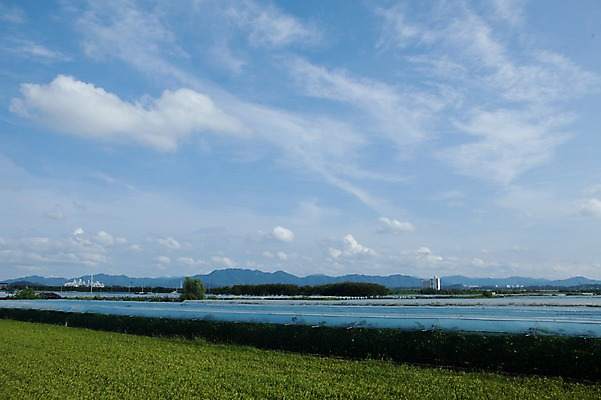 포토 JPG 주간 구름 밭 하늘 포도 풍경 사람없음 야외 포도밭 영천 국내포토 자연요소 농업 과일 경상북도 파일형식