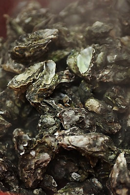 포토 JPG 실내 사람없음 여러개 굴 해산물 고흥 국내포토 다수 어패류 내부 전라남도 파일형식