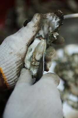 포토 JPG 손 실내 한명 아웃포커스 신체부위 여러개 굴 칼 해산물 고흥 국내포토 1 다수 어패류 촬영기법 사람 내부 전라남도 파일형식