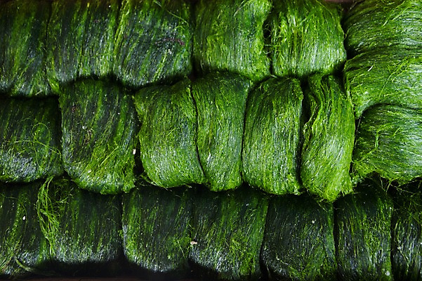 포토 JPG 실내 사람없음 여러개 해조류 시장 재래시장 매생이 전통시장 고흥 국내포토 전통 다수 내부 해양식물 전라남도 파일형식