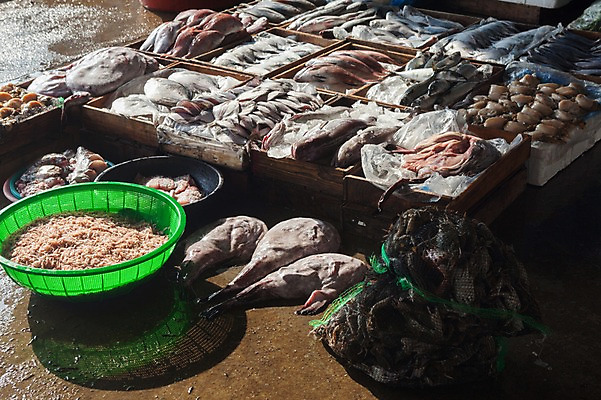 포토 JPG 주간 여러마리 어류 사람없음 야외 그물 재래시장 수산시장 전통시장 고흥 국내포토 자연요소 전통 다수 수중동물 시장 전라남도 파일형식