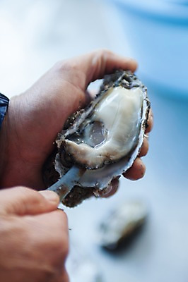 포토 JPG 손 실내 한명 아웃포커스 신체부위 여러개 굴 칼 해산물 고흥 국내포토 1 다수 어패류 촬영기법 사람 내부 전라남도 파일형식