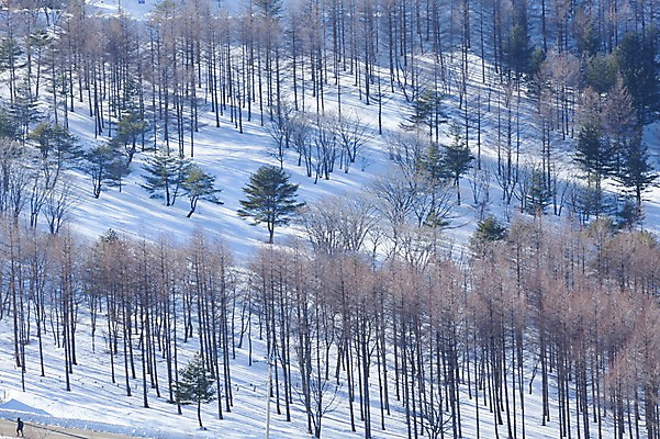 포토 JPG 주간 나무 설경 겨울 풍경 사람없음 야외 정선 함백산 만항재 겨울풍경 국내포토 자연요소 식물 계절 산 강원도 파일형식