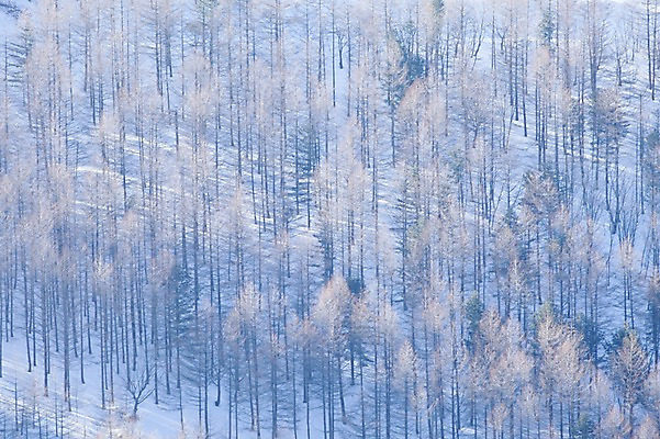 포토 JPG 주간 나무 설경 겨울 풍경 사람없음 야외 정선 함백산 만항재 겨울풍경 국내포토 자연요소 식물 계절 산 강원도 파일형식