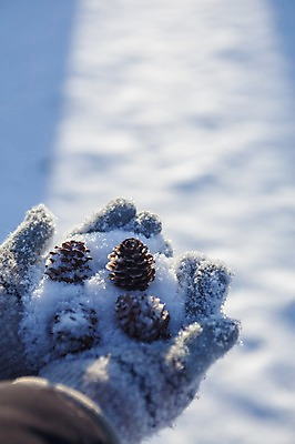 포토 JPG 주간 겨울 풍경 야외 신체부위 양손 눈 솔방울 정선 함백산 만항재 겨울풍경 국내포토 자연요소 손 계절 날씨 산 사람 강원도 파일형식