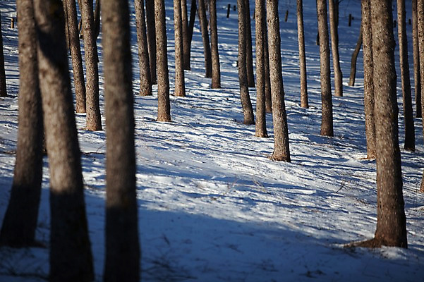 포토 JPG 주간 나무 설경 겨울 풍경 사람없음 야외 정선 함백산 만항재 겨울풍경 국내포토 자연요소 식물 계절 산 강원도 파일형식