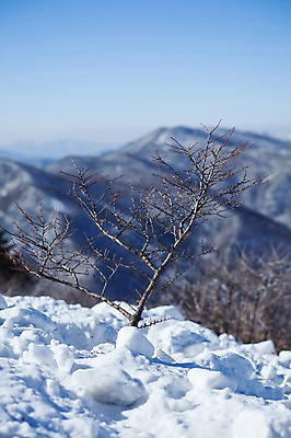 포토 JPG 주간 설경 겨울 산 풍경 사람없음 야외 눈 정선 함백산 만항재 겨울풍경 국내포토 자연요소 계절 날씨 강원도 파일형식