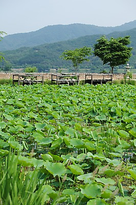 포토 JPG 주간 자연 풍경 사람없음 야외 여름 여름풍경 연못 연잎 양평 국내포토 자연요소 계절 잎 생태계 경기도 파일형식 여름_계절