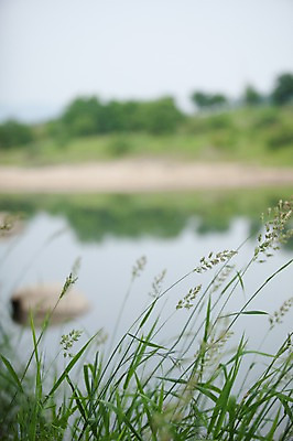 포토 JPG 주간 자연 풍경 사람없음 야외 아웃포커스 여름 강 여름풍경 풀잎 양평 국내포토 자연요소 계절 잎 촬영기법 풀_식물 생태계 경기도 파일형식 여름_계절