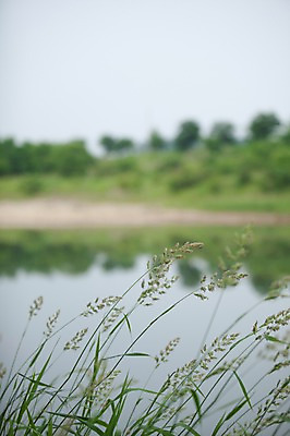 포토 JPG 주간 자연 풍경 사람없음 야외 아웃포커스 여름 강 여름풍경 풀잎 양평 국내포토 자연요소 계절 잎 촬영기법 풀_식물 생태계 경기도 파일형식 여름_계절