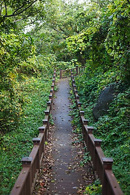 포토 JPG 주간 나무 자연 산 풍경 사람없음 야외 트래킹 산책로 숲 외연도 국내포토 자연요소 식물 길 섬 레저 생태계 파일형식 보령