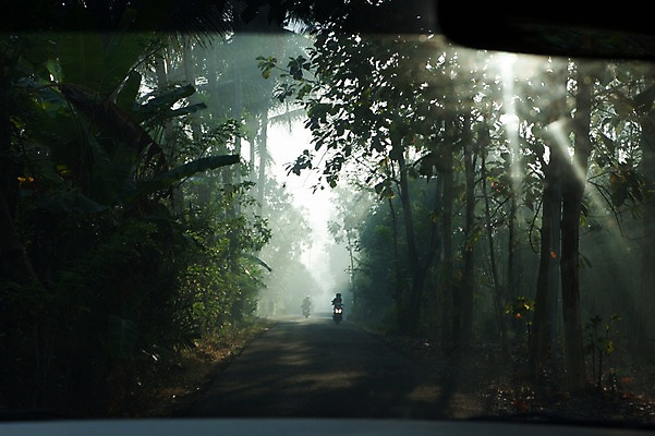 포토 JPG 주간 나무 해외풍경 여행 사람없음 야외 햇빛 인도네시아 숲길 요그야카르타 국내포토 자연요소 식물 해외 아시아 길 풍경 태양 파일형식