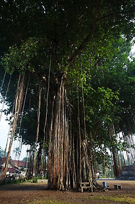 포토 JPG 주간 나무 해외풍경 사람없음 야외 인도네시아 보로부두르사원 요그야카르타 국내포토 자연요소 식물 해외 아시아 유적지 풍경 사찰 파일형식