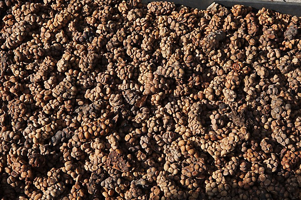 포토 JPG 주간 해외풍경 사람없음 야외 여러개 원두 인도네시아 루왁 요그야카르타 국내포토 자연요소 해외 아시아 커피 다수 풍경 파일형식