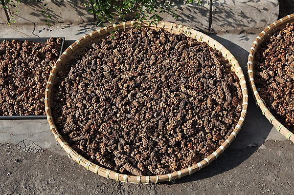 포토 JPG 주간 해외풍경 건조 사람없음 야외 바구니 여러개 원두 인도네시아 루왁 요그야카르타 국내포토 자연요소 해외 아시아 커피 다수 풍경 파일형식