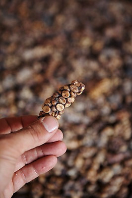 포토 JPG 주간 해외풍경 손 들기 야외 신체부위 여러개 원두 인도네시아 루왁 요그야카르타 국내포토 자연요소 해외 아시아 커피 다수 모션 사람 풍경 파일형식