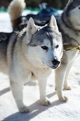 포토 JPG 주간 두마리 겨울 사람없음 야외 눈 시베리안허스키 강원도 개썰매 용평 국내포토 자연요소 계절 2 날씨 한국 개 썰매 평창 파일형식