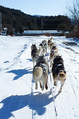 포토 JPG 주간 겨울 여러마리 사람없음 야외 눈 시베리안허스키 강원도 개썰매 용평 국내포토 자연요소 계절 다수 날씨 한국 개 썰매 평창 파일형식