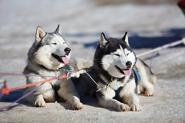 포토 JPG 주간 두마리 겨울 사람없음 야외 눈 시베리안허스키 강원도 개썰매 용평 국내포토 자연요소 계절 2 날씨 한국 개 썰매 평창 파일형식