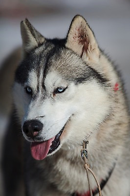 포토 JPG 주간 한마리 겨울 근접촬영 사람없음 야외 눈 시베리안허스키 강원도 개썰매 용평 국내포토 자연요소 1 계절 뷰포인트 날씨 한국 개 썰매 평창 파일형식