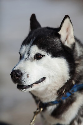 포토 JPG 주간 한마리 겨울 근접촬영 사람없음 야외 눈 시베리안허스키 강원도 개썰매 용평 국내포토 자연요소 1 계절 뷰포인트 날씨 한국 개 썰매 평창 파일형식