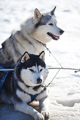 포토 JPG 주간 두마리 겨울 사람없음 야외 눈 시베리안허스키 강원도 개썰매 용평 국내포토 자연요소 계절 2 날씨 한국 개 썰매 평창 파일형식