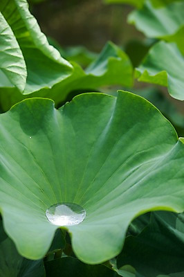 포토 JPG 주간 근접촬영 사람없음 야외 연못 연잎 궁남지 부여 서동공원 국내포토 자연요소 공원 뷰포인트 고건축 잎 충청남도 파일형식